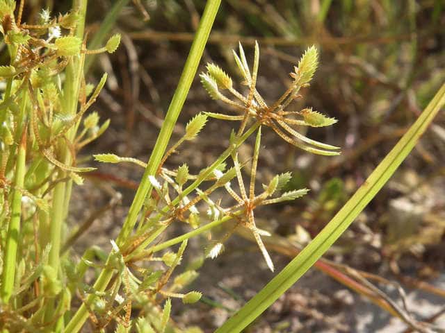 �q�i�K���c��