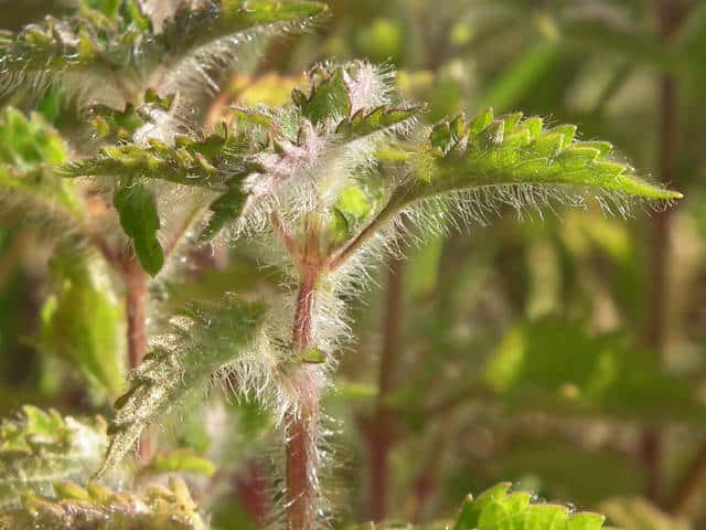 �V���Q�q���W�\