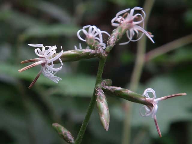 オクモミジハグマ