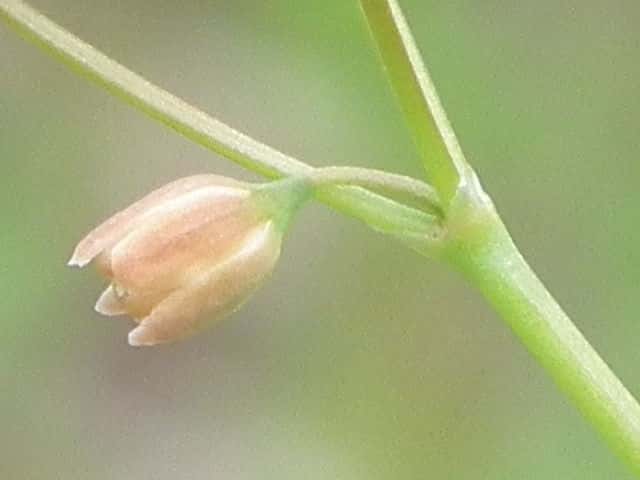 �U�N���\�E