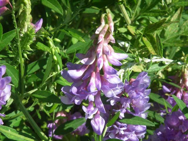 �c���t�W�o�J�}