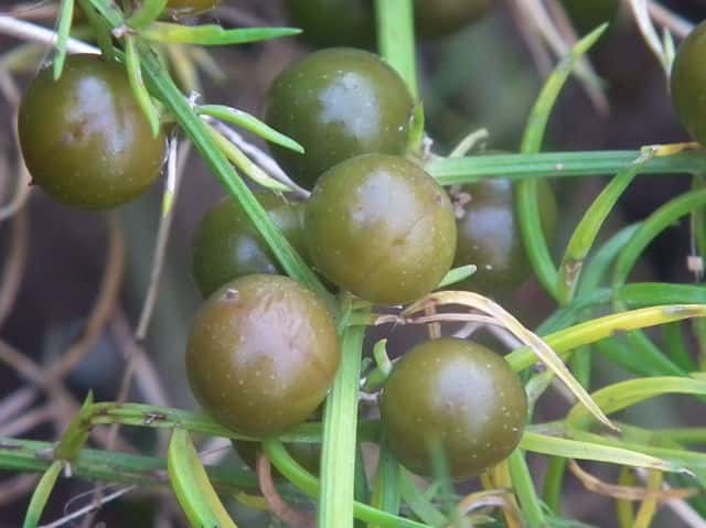 �I�I�o�X�M�J�Y��