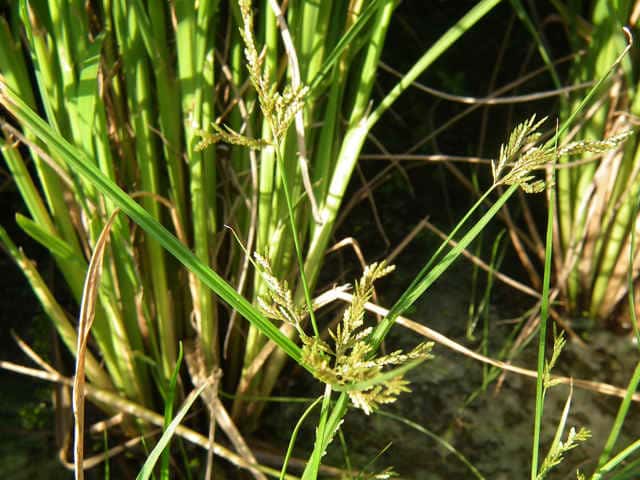 �R�S���K���c��