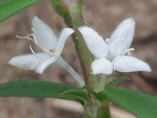 �����P�����O��