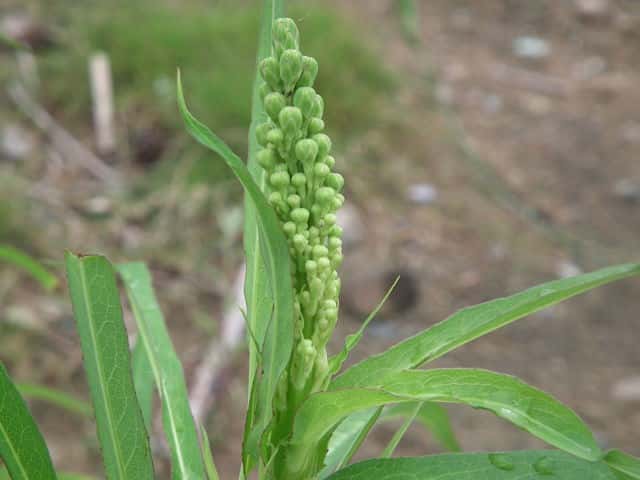 �A�L�m�m�Q�V