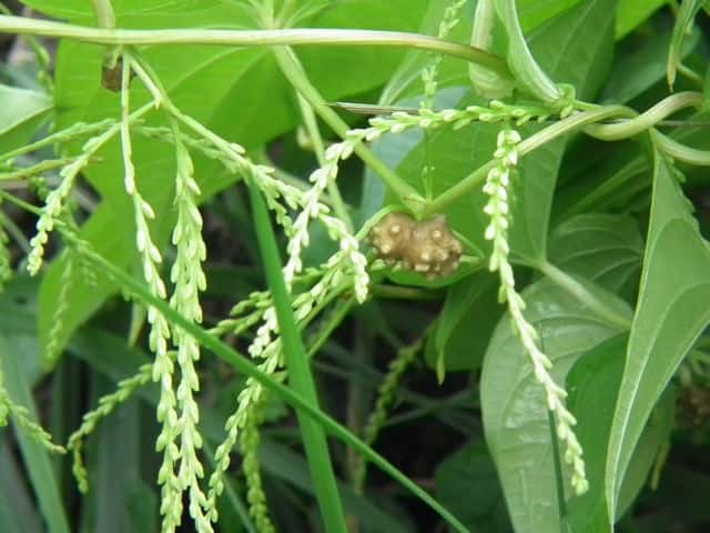 �j�K�J�V���E