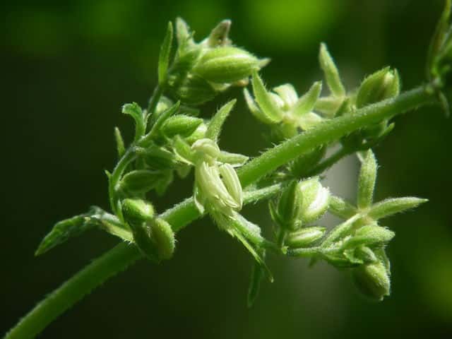 �J�i���O��