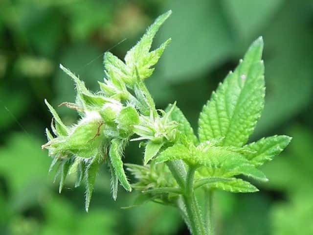 �J�i���O��