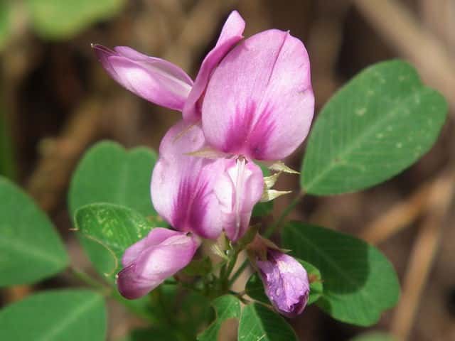 �g�E�N�T�n�M