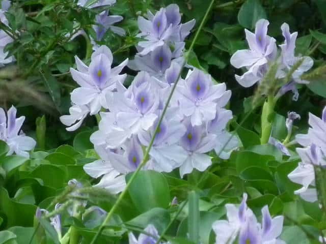 �z�e�C�A�I�C