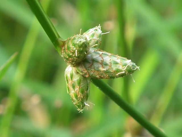 �C�k�z�^���C