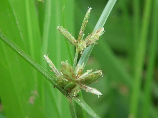 �J�����X�K�i