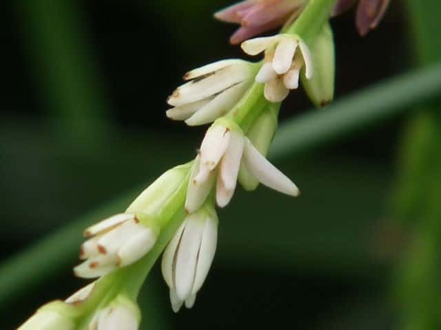 �j�K�J�V���E