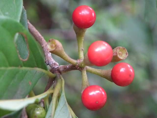 �J�i�N�M�m�L