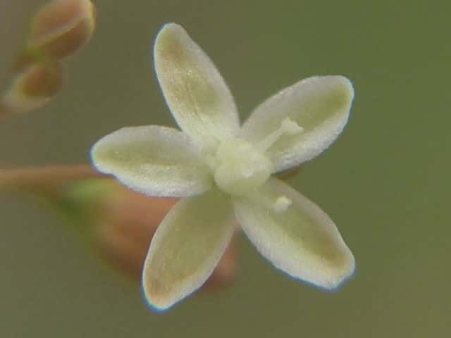 �U�N���\�E