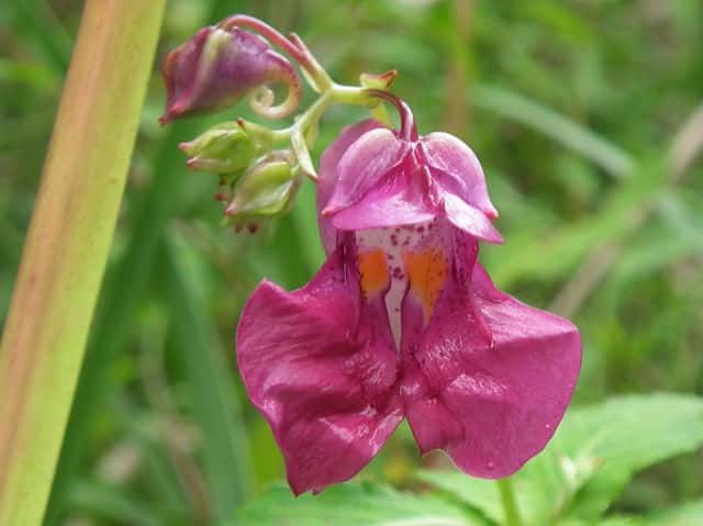 �i�����c���t�l�\�E