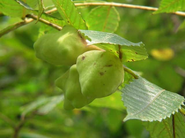 �k���f�~�~�t�V