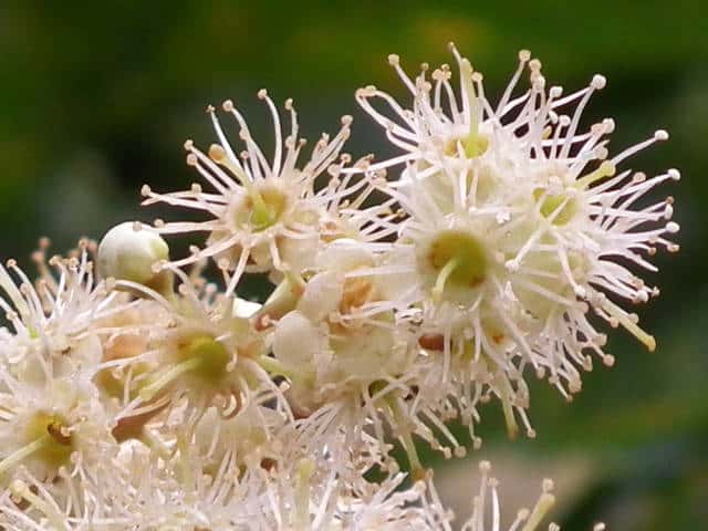 �����{�N