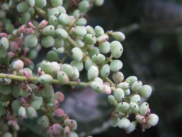 �k���f�ʎ�