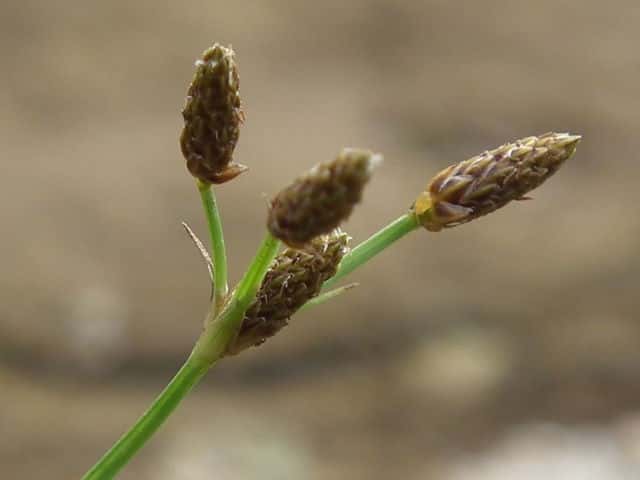 �N���e���c�L