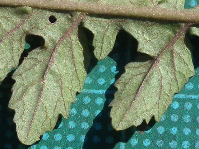 スカシタゴボウ葉裏面