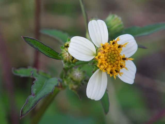 コシロノセンダングサ