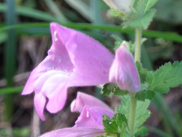 �R�V�I�K�}