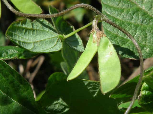 ���u�}���ʎ�