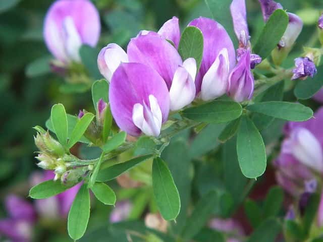 アカバナメドハギ