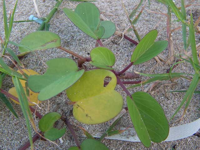 �O���o�C�q���K�I