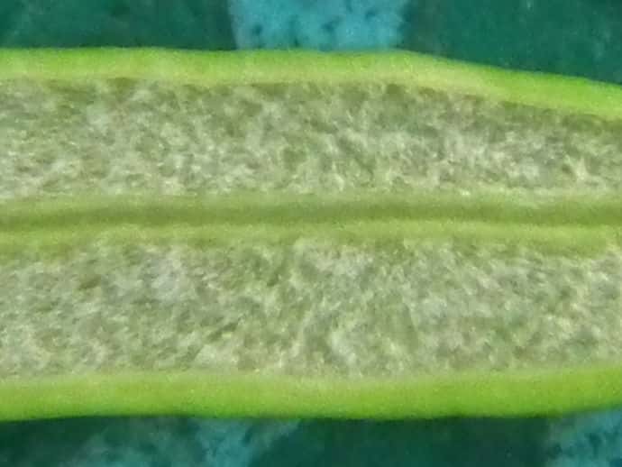 ヒメヨモギ葉裏面 ヒメヨモギ葉裏面