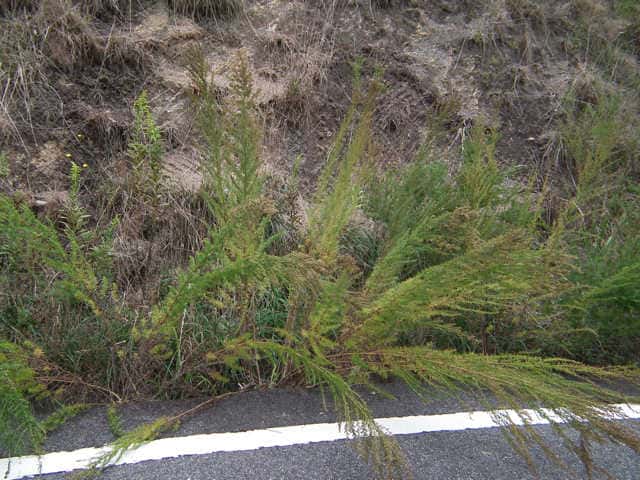 ヒメヨモギ ヒメヨモギ