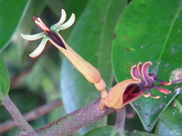 オオバヤドリギ