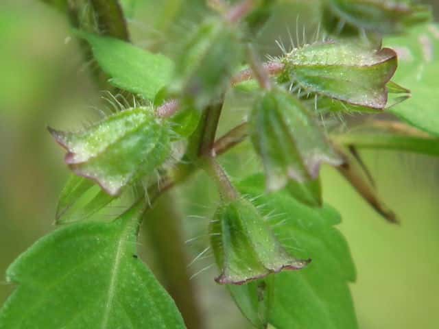 �V���Q�q���W�\�ʎ�