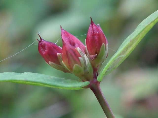 �~�Y�I�g�M���ʎ�