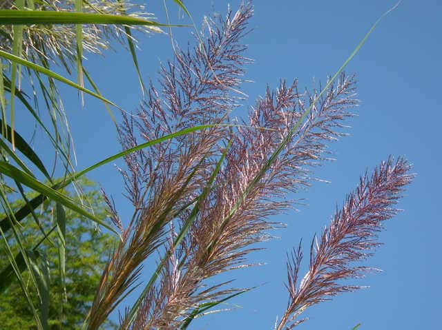 ���V�X�X�L