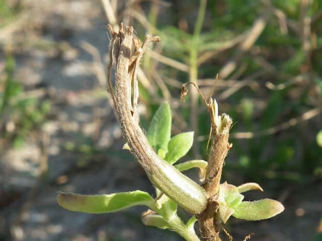 �R�}�c���C�O�T�ʎ�