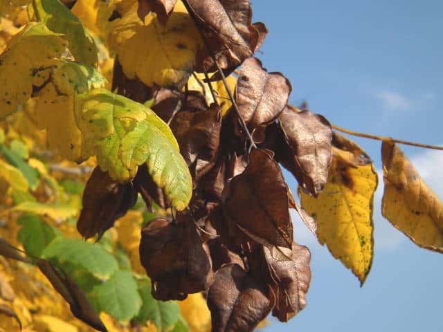 ���N�Q���W�ʎ�