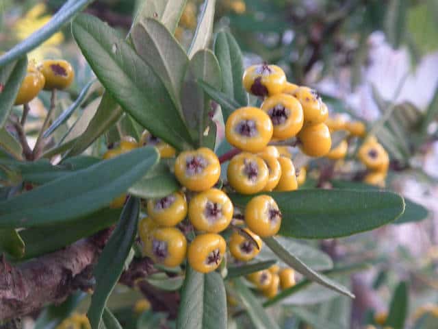 タチバナモドキ