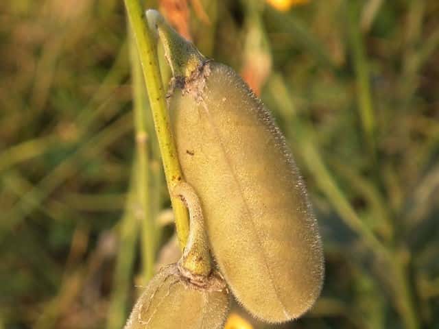 �T���w���v�ʎ�