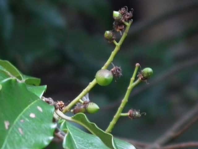 �����{�N�ʎ�