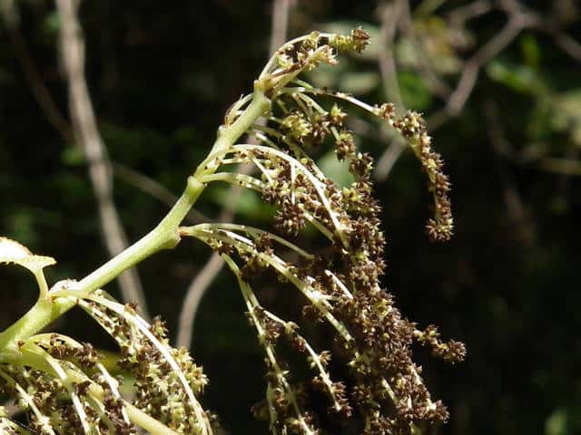 �J�����V�ʎ�