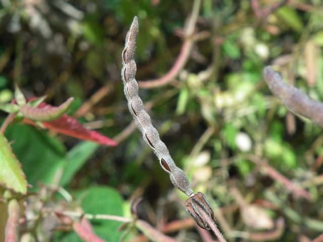 �J���X�m�S�}�ʎ�