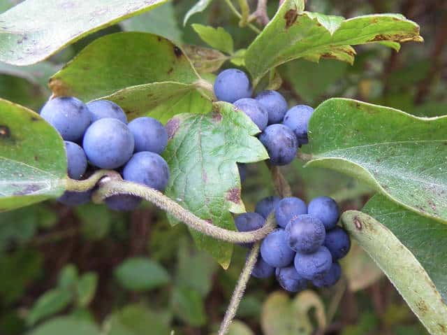 �A�I�c�d���t�W�ʎ�