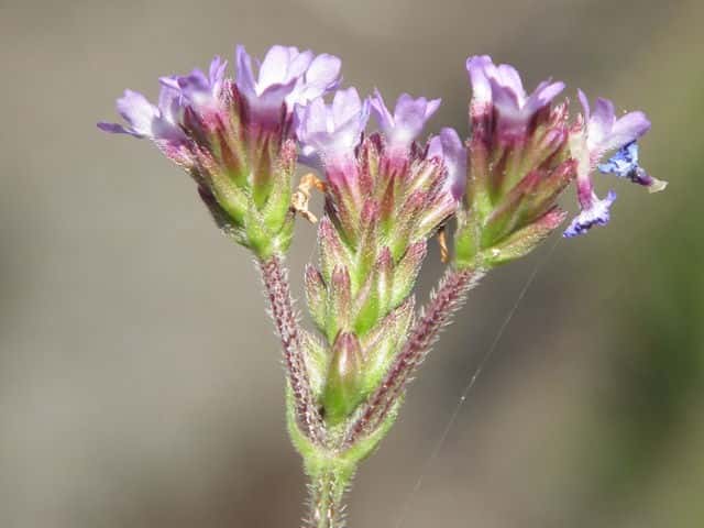 �A���`�n�i�K�T