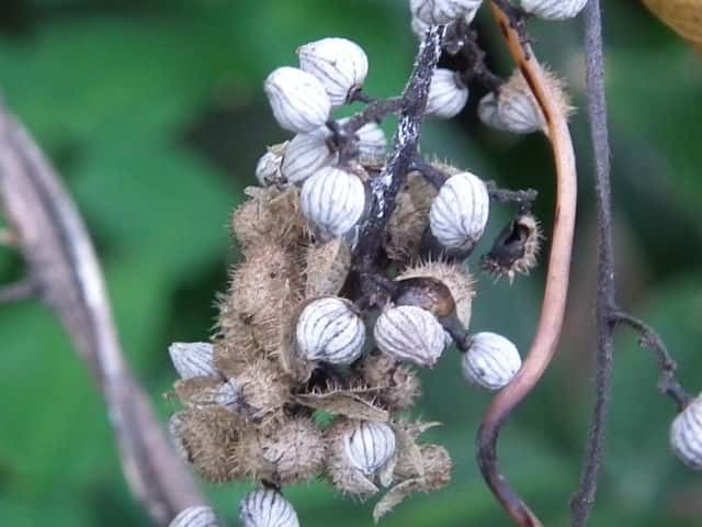 ���}�E���V�ʎ�