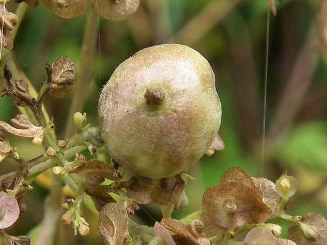 �I�g�R�G�V