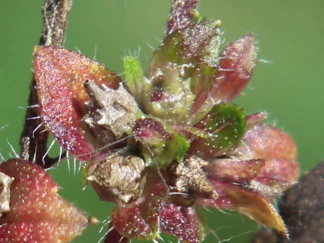 �u�^�N�T�ʎ�