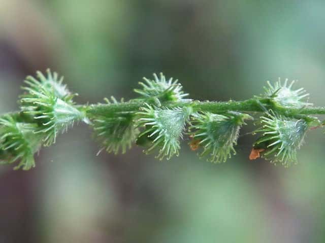 �L���~�Y�q�L�ʎ�