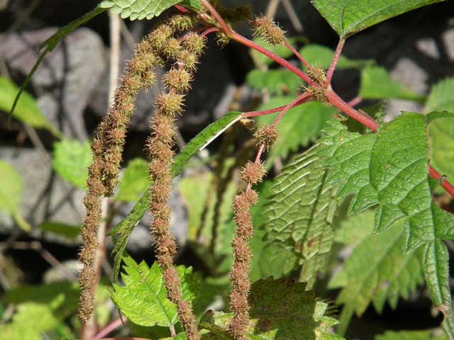 �N�T�R�A�J�\�ʎ�